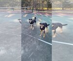 Small #1 Mutt