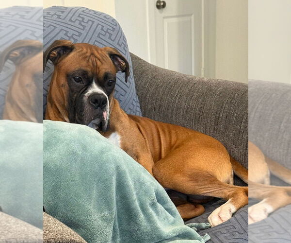 Medium Photo #4 Boxer Puppy For Sale in Austin, TX, USA