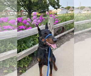 Doberman Pinscher Dogs for adoption in Buffalo, MN, USA