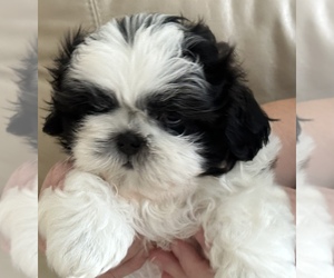 Shih Tzu Puppy for sale in REDINGTN SHOR, FL, USA