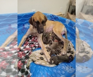 Mother of the Great Dane puppies born on 08/23/2022