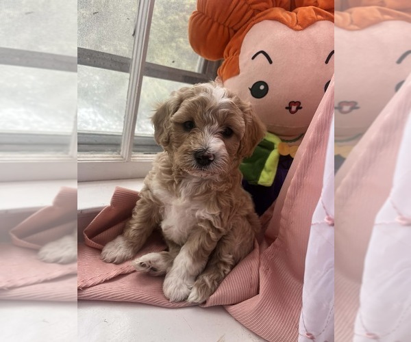 Medium Photo #1 Chi-Poo (Miniature)-Poodle (Miniature) Mix Puppy For Sale in PROVIDENCE, RI, USA