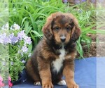 Small Photo #7 Miniature Bernedoodle Puppy For Sale in GORDONVILLE, PA, USA