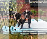 Small #2 Black Mouth Cur Mix