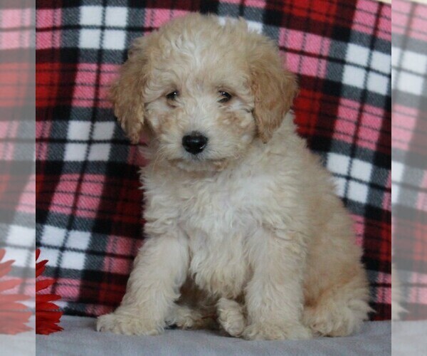 Medium Photo #3 Labradoodle-Poodle (Miniature) Mix Puppy For Sale in CHRISTIANA, PA, USA