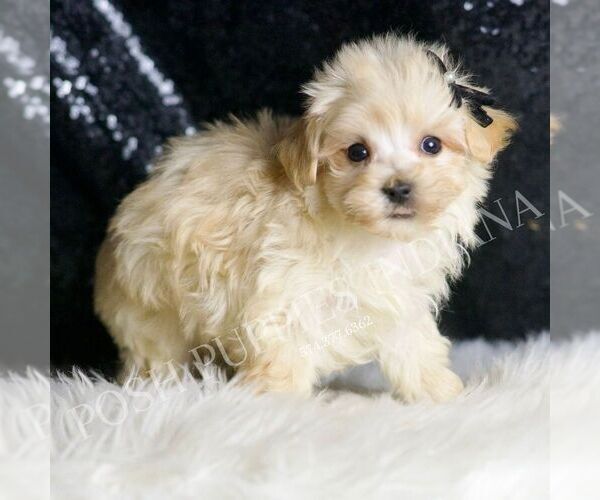 Medium Photo #3 Maltipoo Puppy For Sale in WARSAW, IN, USA