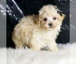 Small #2 Maltipoo