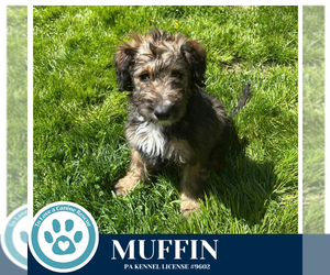 Labrador Retriever-Unknown Mix Dogs for adoption in Kimberton, PA, USA