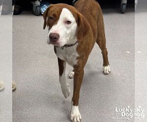 Medium English Foxhound-Pointer Mix