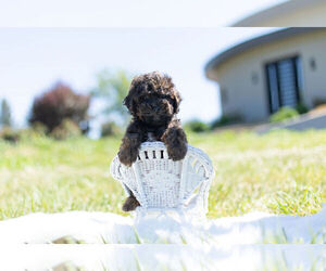 Poodle (Miniature)-Zuchon Mix Puppy for Sale in WARSAW, Indiana USA