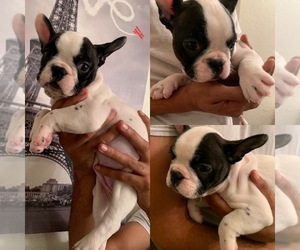 French Bulldog Puppy for sale in LAS VEGAS, NV, USA