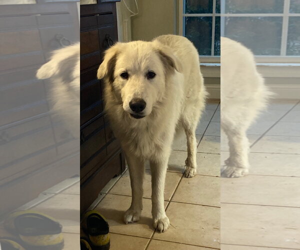 Medium Photo #8 Great Pyrenees-Unknown Mix Puppy For Sale in Houston, TX, USA