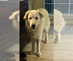 Small #7 Great Pyrenees Mix