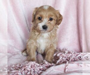 Poovanese Puppy for sale in BIRD IN HAND, PA, USA