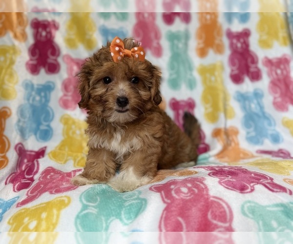 Medium Photo #5 YorkiePoo Puppy For Sale in LAKELAND, FL, USA