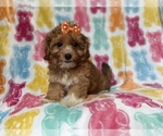 Small #4 YorkiePoo