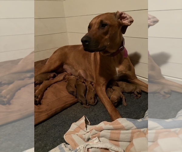 Medium Photo #11 Rhodesian Ridgeback Puppy For Sale in GARRETSON, SD, USA