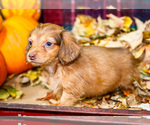 Small Photo #3 Dachshund Puppy For Sale in WAKARUSA, IN, USA