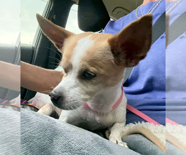 Medium Photo #3 Chihuahua-Unknown Mix Puppy For Sale in Boonton, NJ, USA