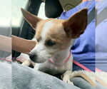 Small #2 Chihuahua Mix