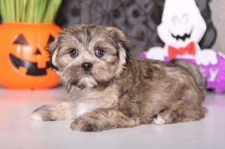 Coton Tzu Puppy for sale in MOUNT VERNON, OH, USA