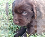 Small Photo #7 Boykin Spaniel Puppy For Sale in SILVER CREEK, GA, USA