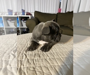 French Bulldog Puppy for sale in SANTA SUSANA, CA, USA