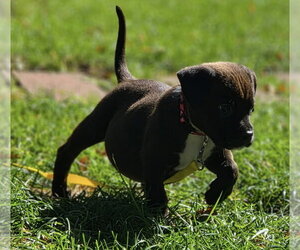 Zazu - Male Mutt Dog for Adoption - Photo #2
