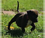 Small Photo #2 Mutt Puppy For Sale in Clarkston, MI, USA