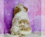 Small #4 Maltipoo (Miniature)