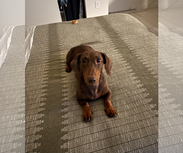 Medium Photo #4 Dachshund Puppy For Sale in Weston, FL, USA