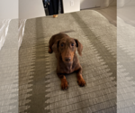 Small Photo #4 Dachshund Puppy For Sale in Weston, FL, USA