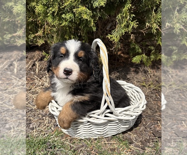 Medium Photo #2 Bernese Mountain Dog Puppy For Sale in MIDDLEBURY, IN, USA