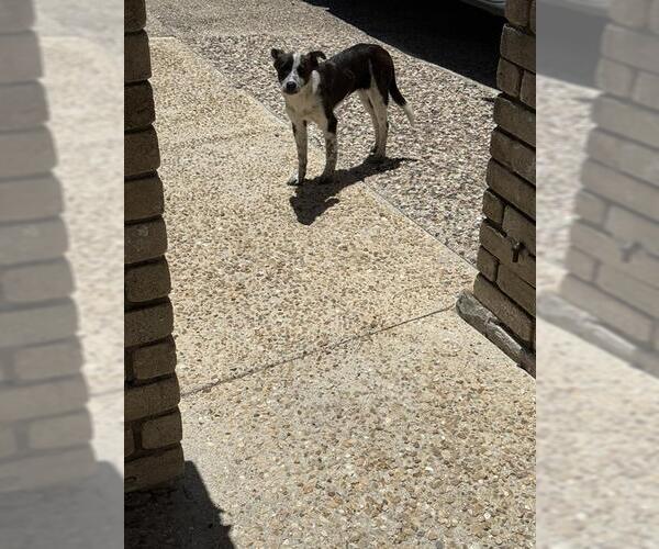Medium Photo #1 Mutt Puppy For Sale in San Antonio, TX, USA