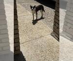 Small Mutt