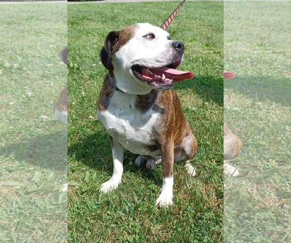 Medium Photo #2 American Pit Bull Terrier-Unknown Mix Puppy For Sale in Germantown, OH, USA