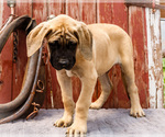 Puppy Rodney Mastiff