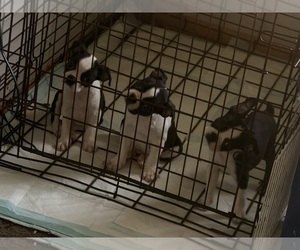Boston Terrier Puppy for sale in SPRINGFIELD, IL, USA