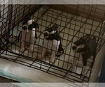 Small Boston Terrier