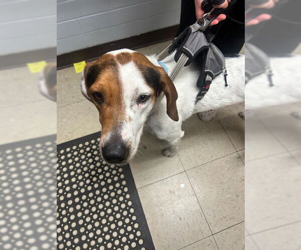 Medium Photo #1 Black and Tan Coonhound Puppy For Sale in Stockton, CA, USA