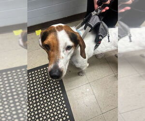 Black and Tan Coonhound Dogs for adoption in Stockton, CA, USA