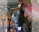 Small #3 Holland Shepherd