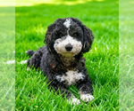 Small #2 Cocker Spaniel-Sheepadoodle Mix