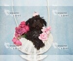 Small Photo #9 Maltipoo Puppy For Sale in SANGER, TX, USA