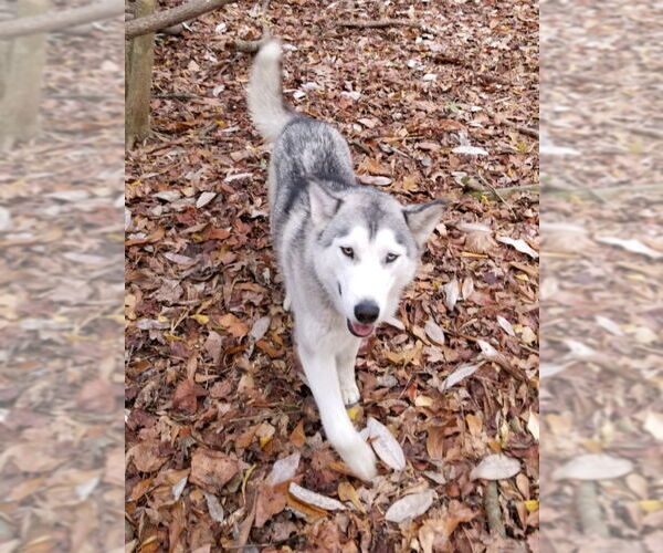 Medium Photo #6 Siberian Husky Puppy For Sale in Severn, MD, USA