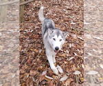 Small #5 Siberian Husky