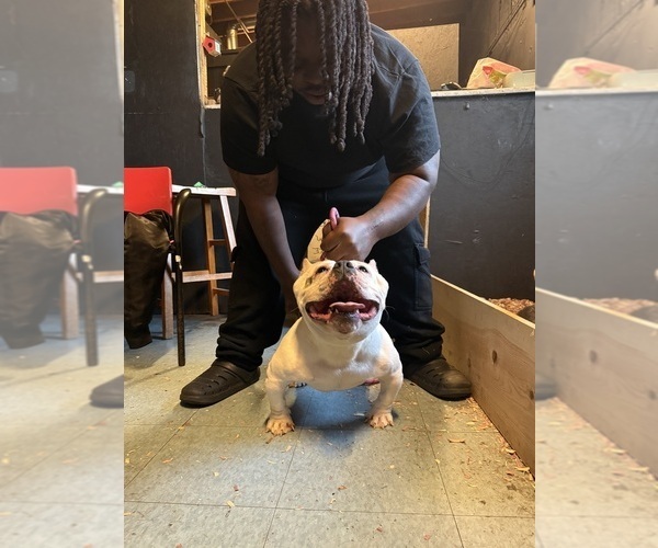 Medium Photo #1 American Bully Puppy For Sale in DETROIT, MI, USA