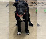 Small #2 Labrador Retriever Mix
