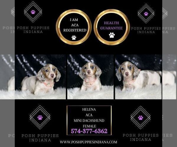 Medium Photo #14 Dachshund Puppy For Sale in WARSAW, IN, USA