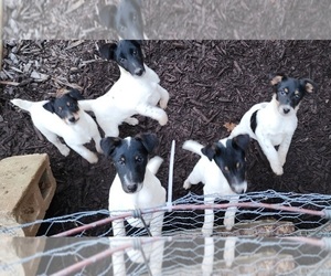 Fox Terrier (Smooth) Puppy for sale in DEXTER, MO, USA